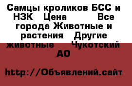 Самцы кроликов БСС и НЗК › Цена ­ 400 - Все города Животные и растения » Другие животные   . Чукотский АО